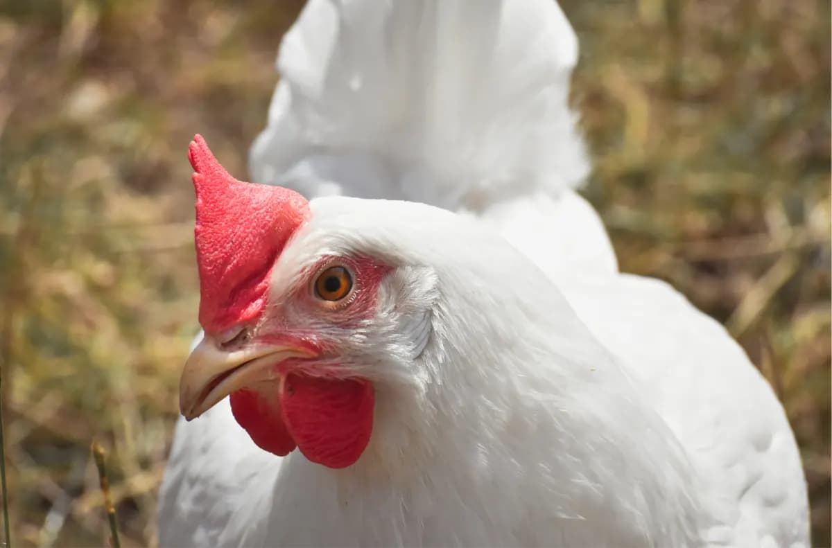 Poule blanche à crête rouge, dans l'herbe
